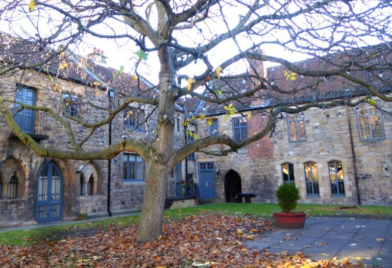 A fabulous tree in a courtyard, surrounded by the brick buildings of the medieval friary.